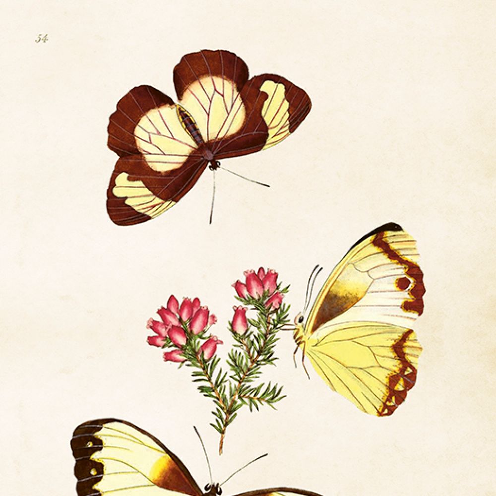 Aff. 18x24 Papillons jaunes