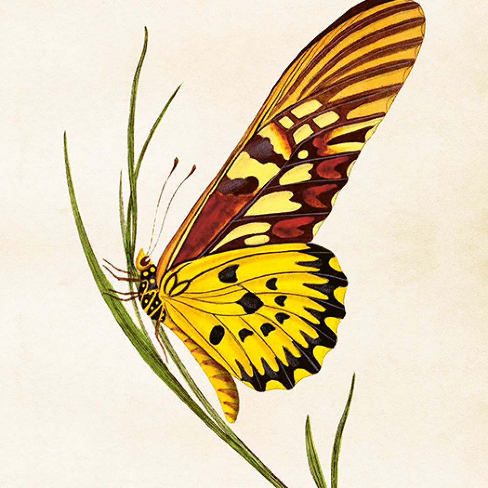 Aff. 18x24 Grand papillon jaune