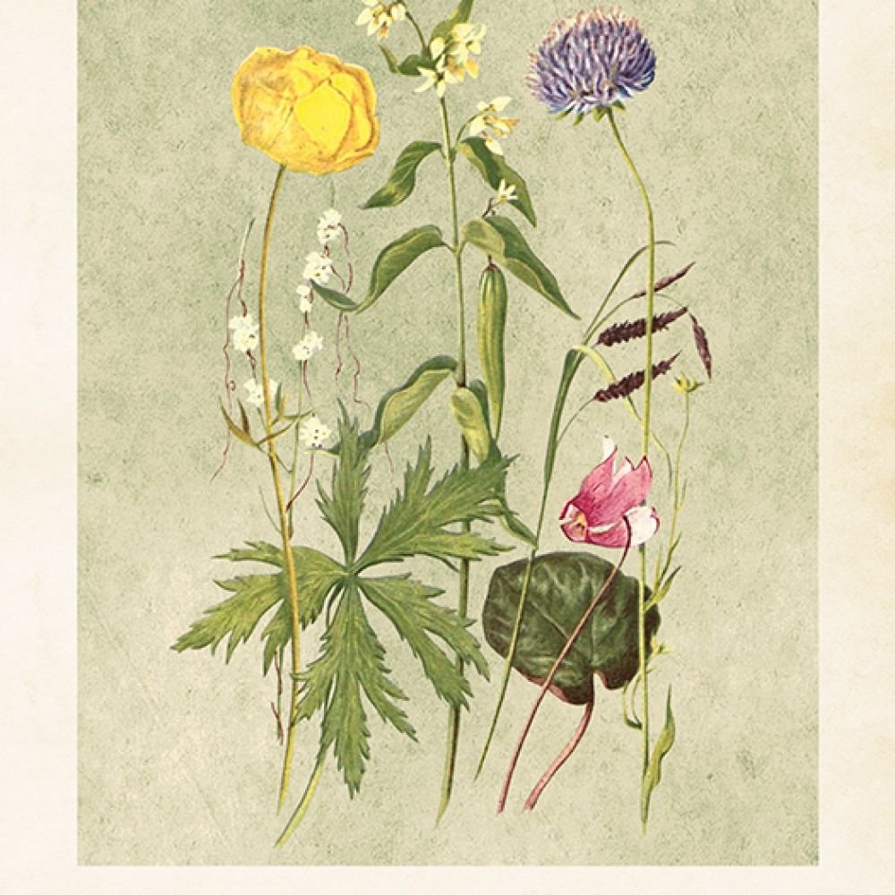 Aff. 18x24 Fleurs d’été