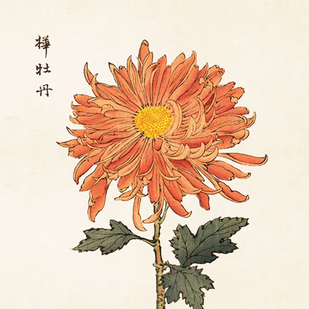 Aff. 18x24 Asie Chrysanthèmes