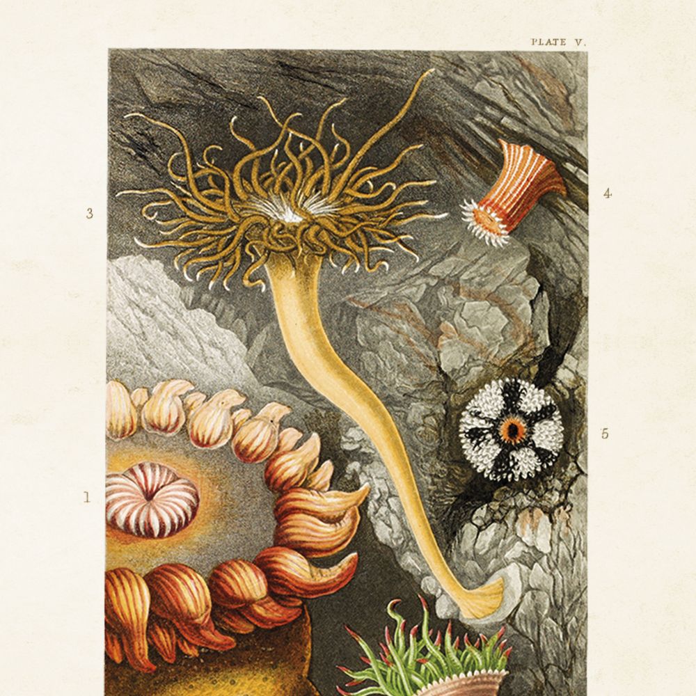 Aff. 18x24 Anemone Ocean
