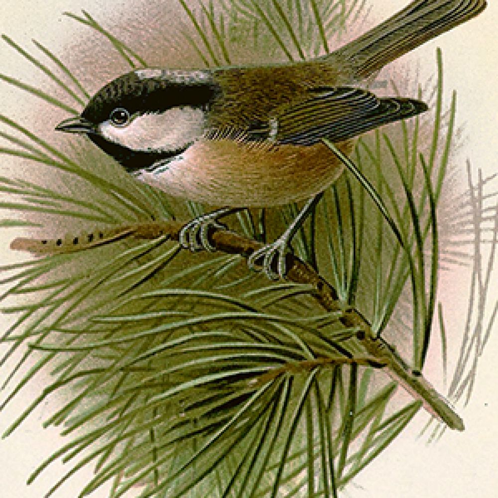 Étiquette cad. Oiseau branche
