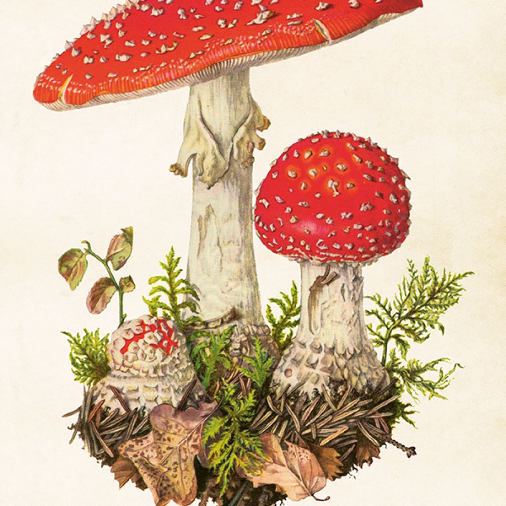 Carte Champignons