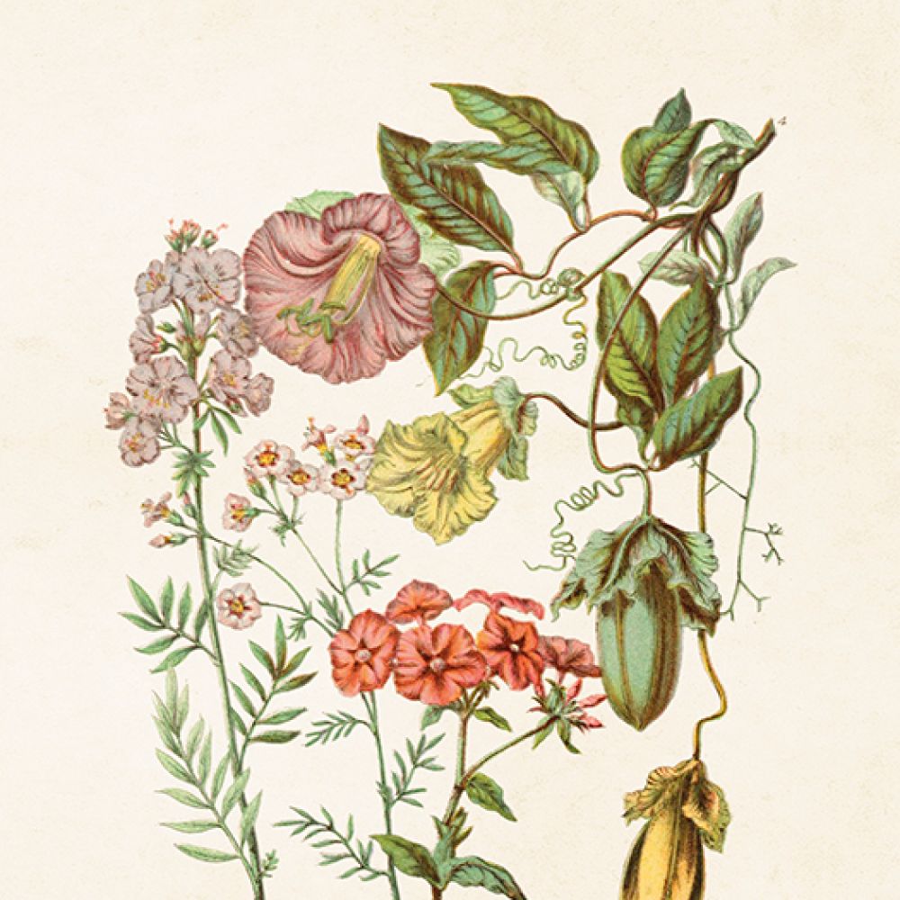 Aff. 18x24 Polemonium