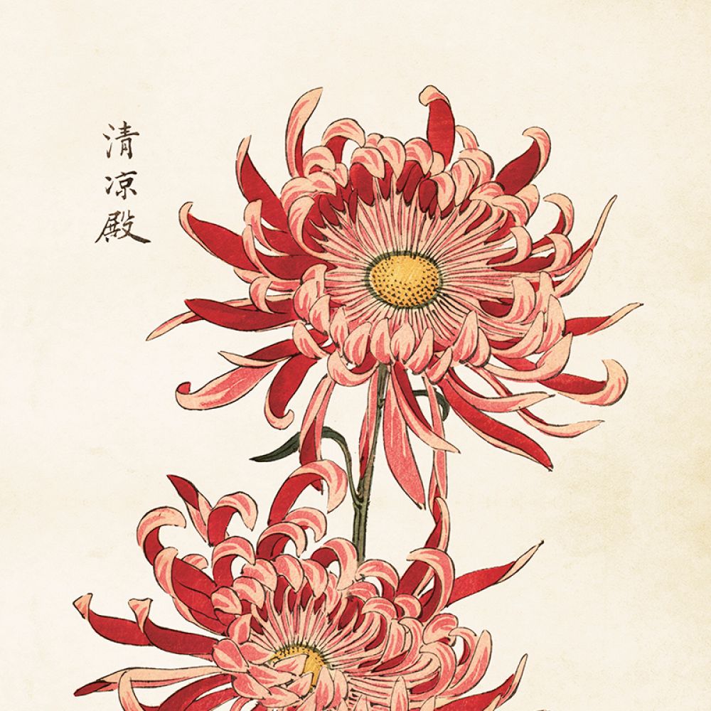 Aff. 50x70 Chrysentheme Asiatique