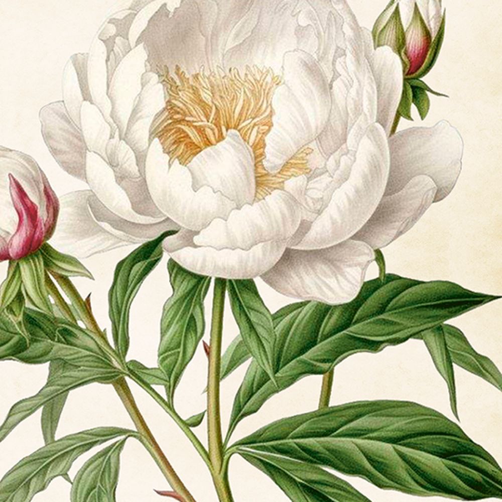 Aff. 18x24 Pivoine blanche