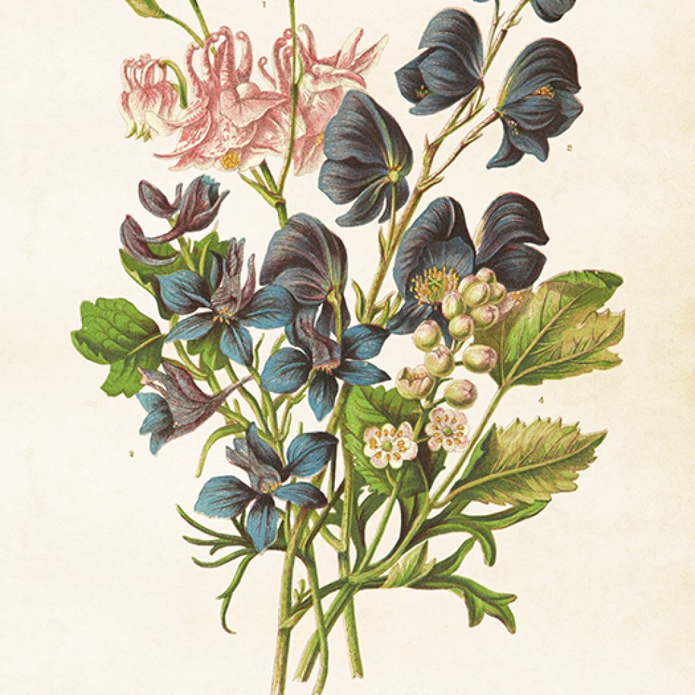 Aff. 18x24 Columbine&Aconite