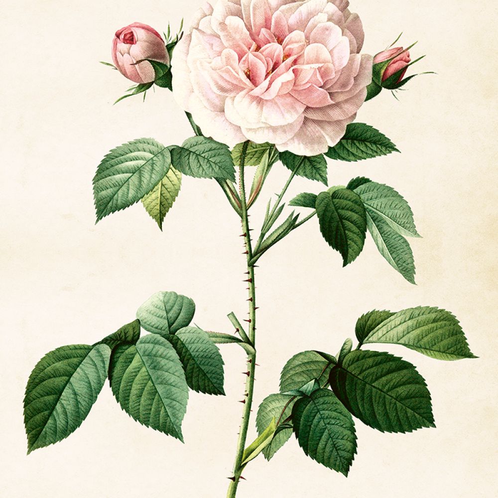 Aff. 50x70 Rose pale