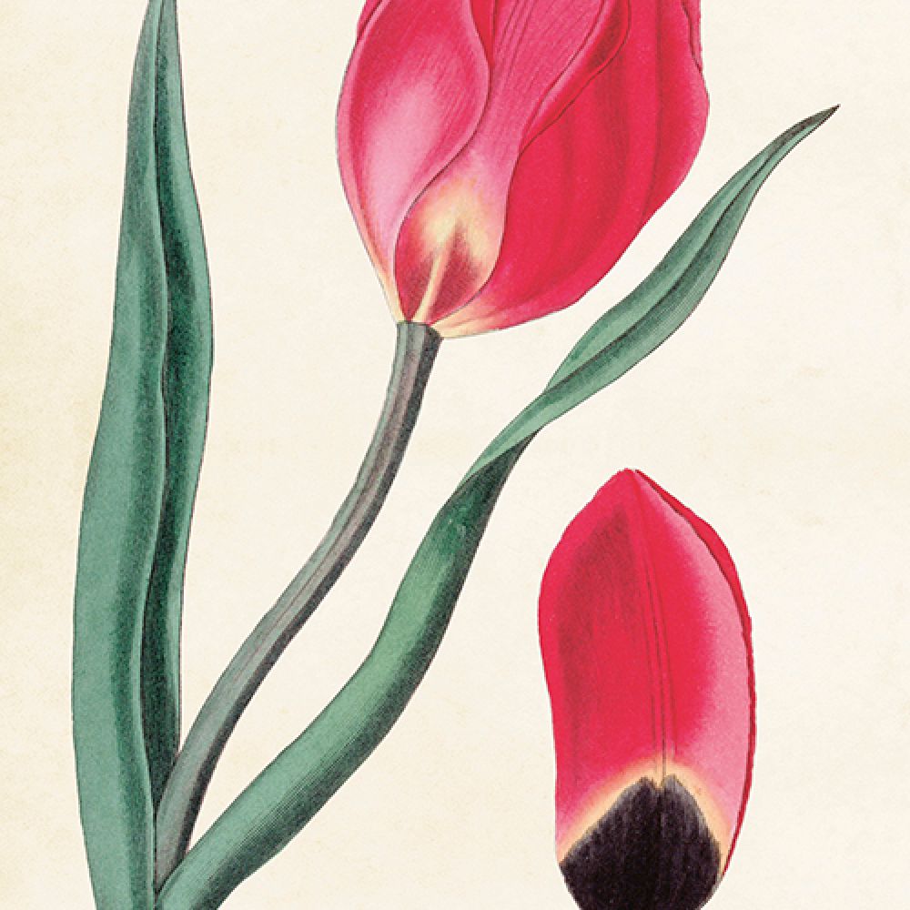 CP Tulipe Pétale
