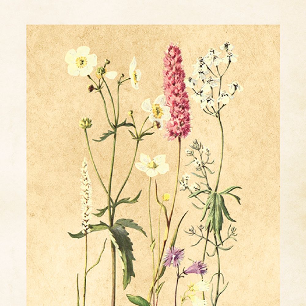 Aff. 18x24 Fleurs des champs v2