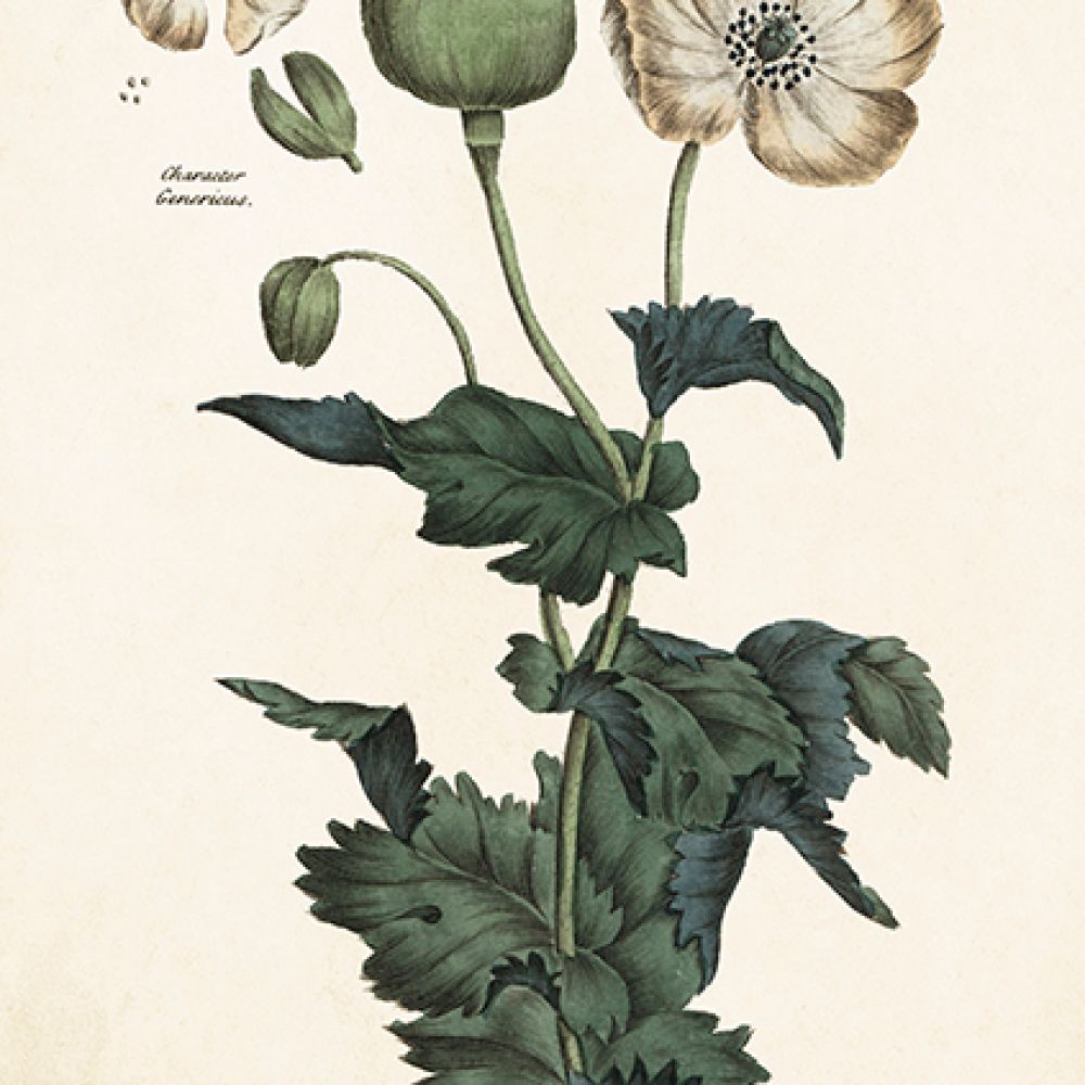 Carte Pavot blanc 1792