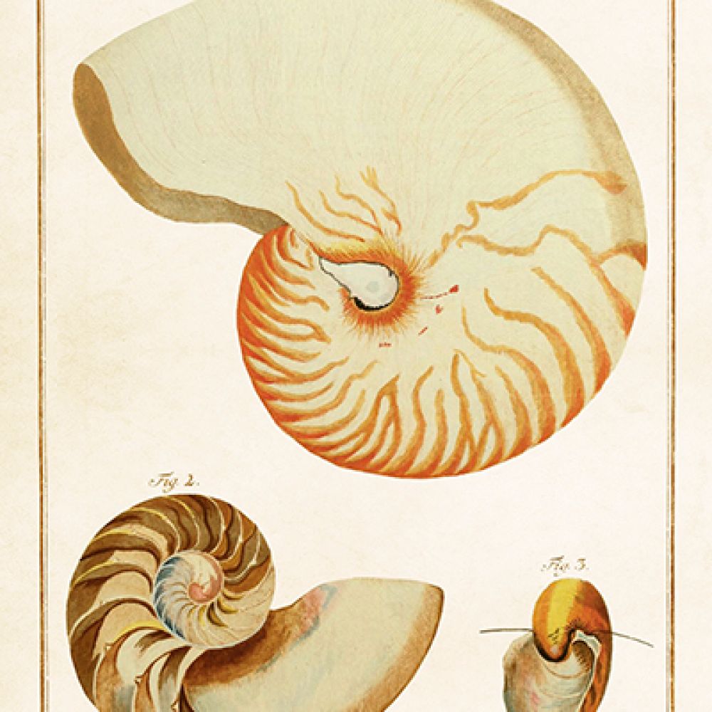 Étiquette cad. Nautilus