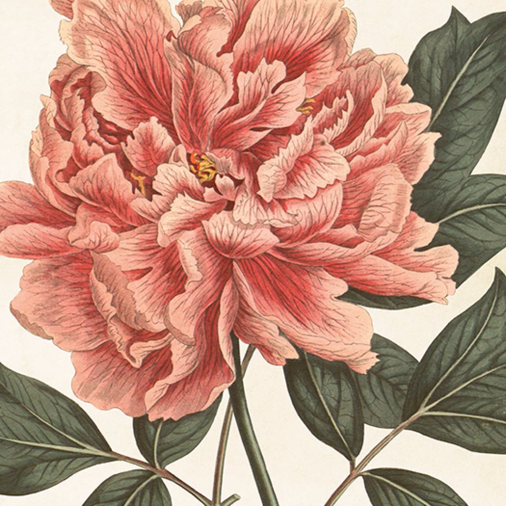 Aff. 18x24 Pivoine