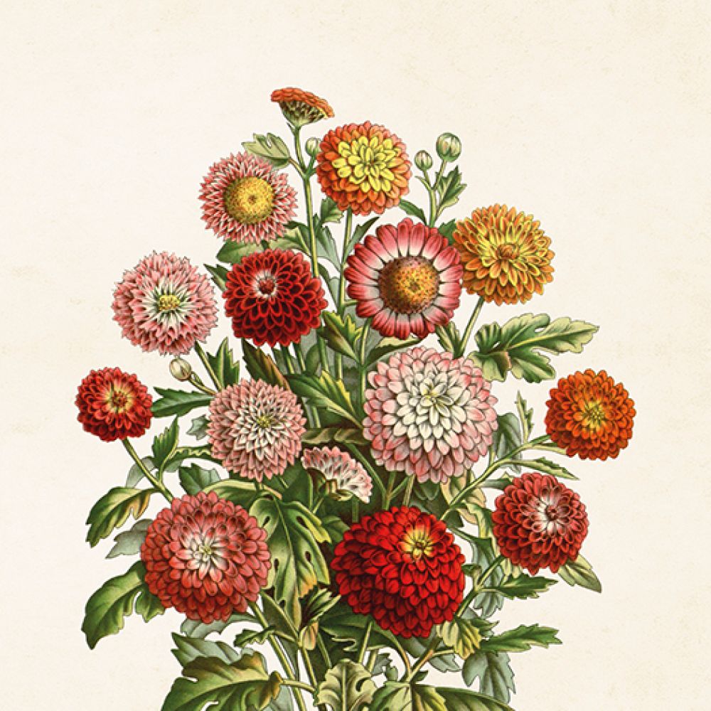 Aff. 18x24 Chrysanthemes
