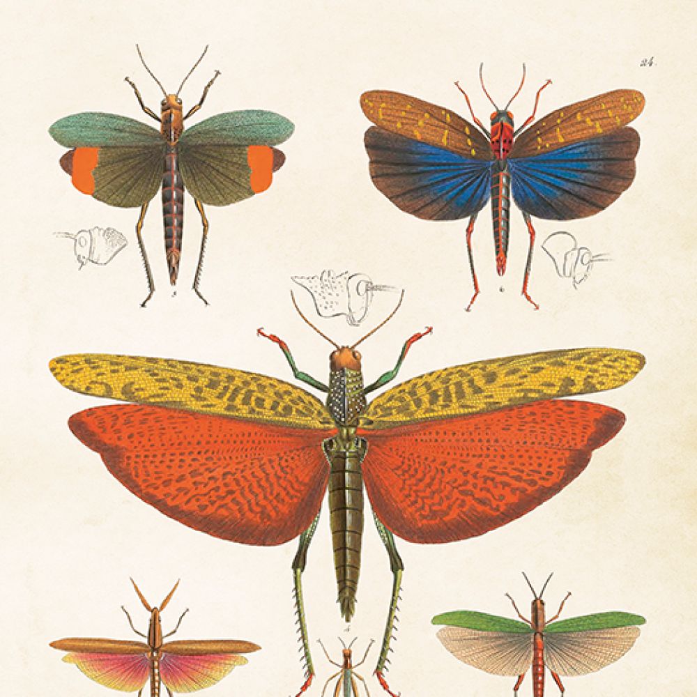 Aff. 18x24 Insectes multi