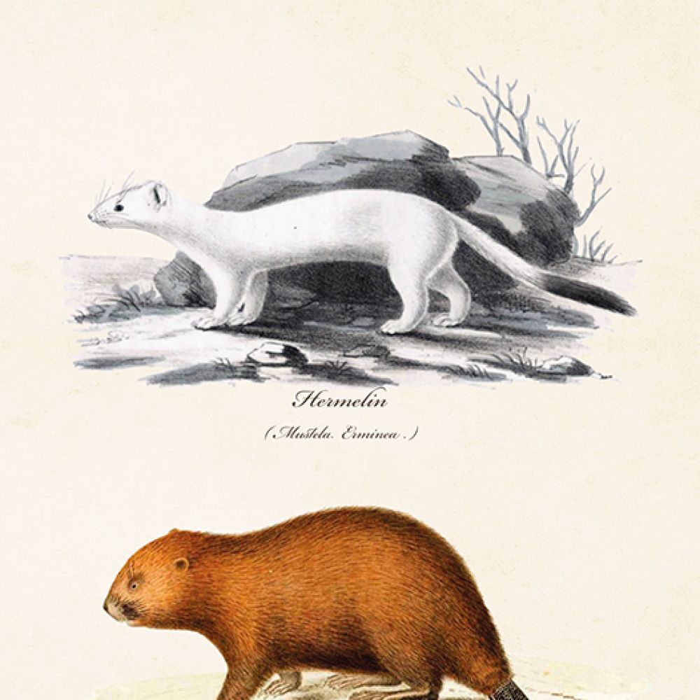 Aff. 18x24 Castor/Furet
