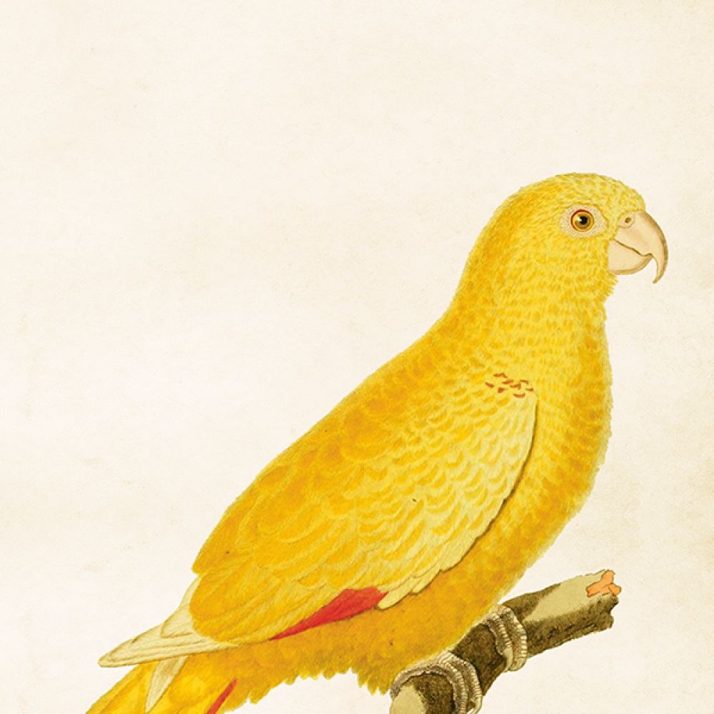 Aff. 35x50 Perroquet jaune