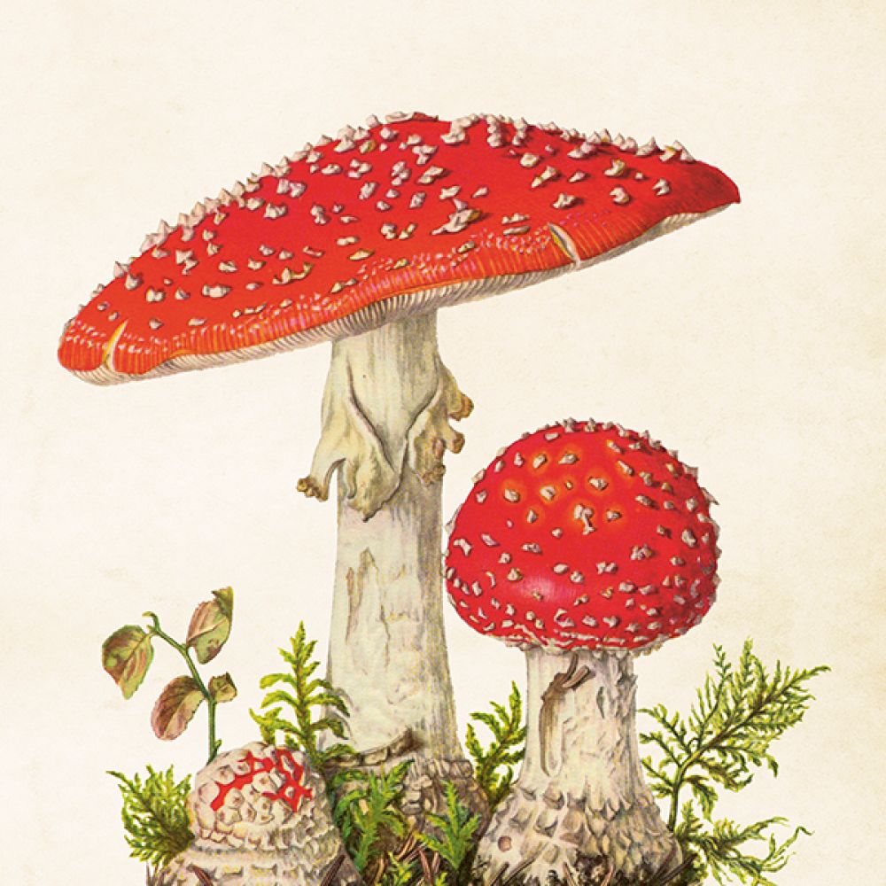 Aff. 35x50 Champignon