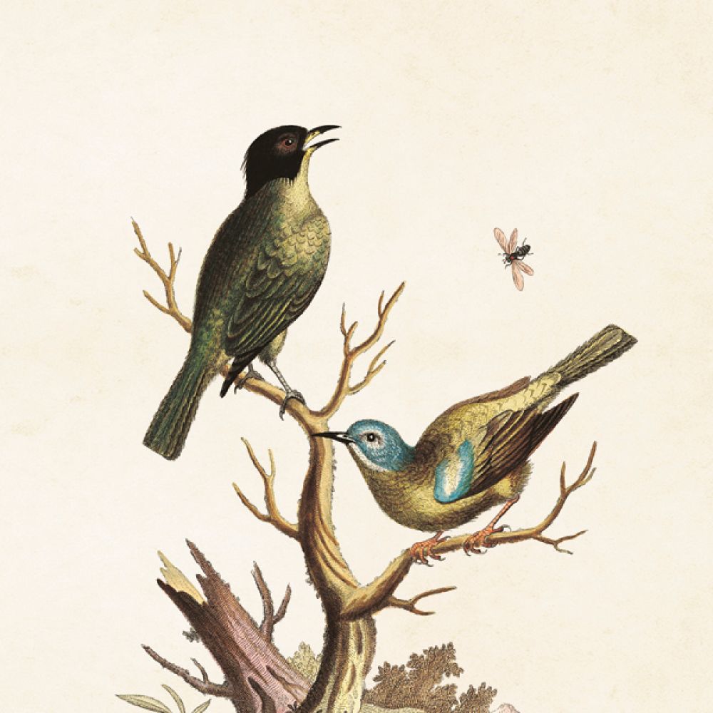 Aff. 18x24 Oiseaux branche