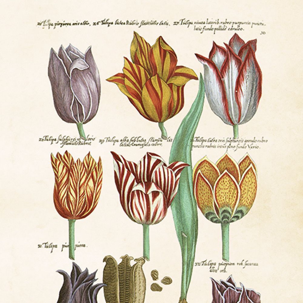 Aff. 18x24 Tulipes multi