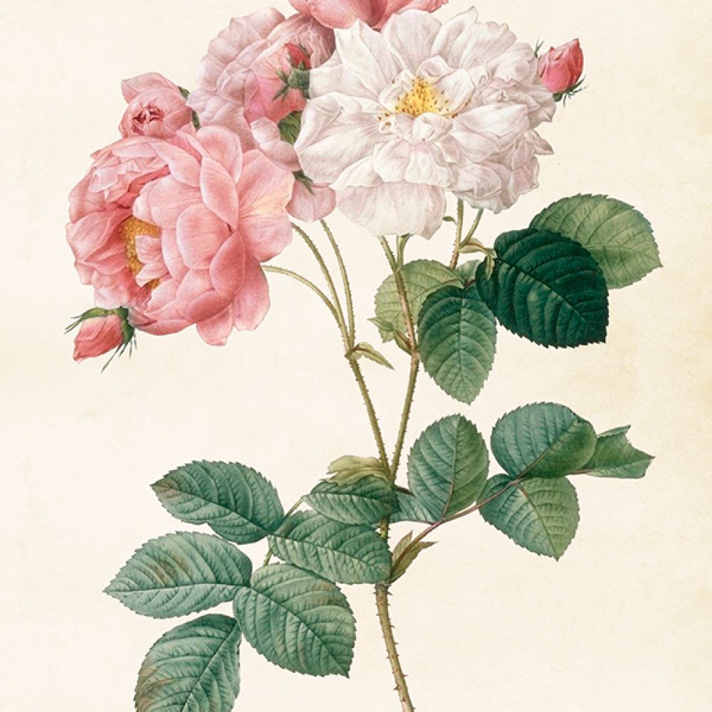Aff. 35x50 Rose rose/blanche