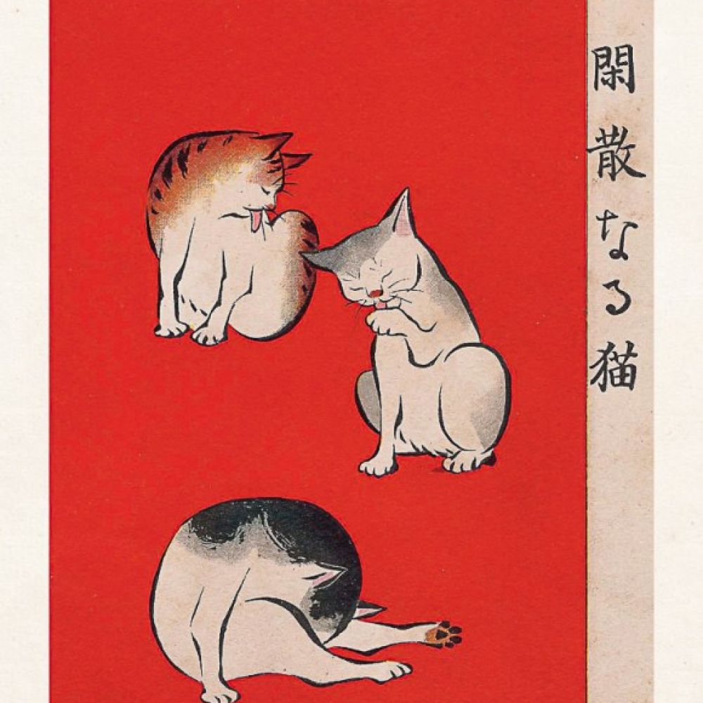 Carte Chat lèche rouge