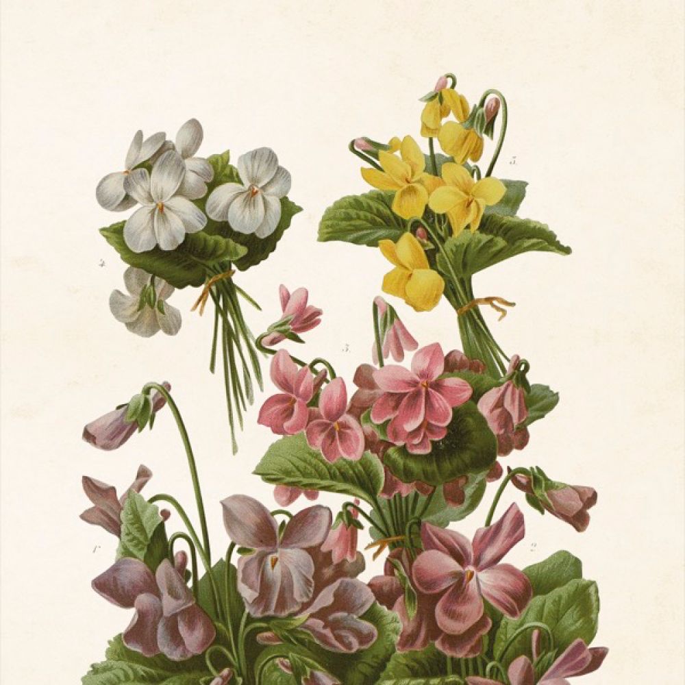 Aff. 18x24 Violettes
